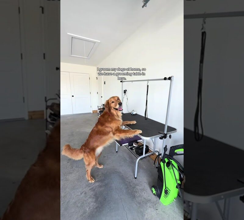 Garage-to-Dog Haven: A Stylish Pet Space Conversion You’ll Actually Love